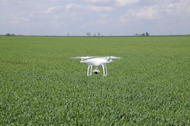 Beyaz quadrocopters buğday bir alan üzerinde uçan