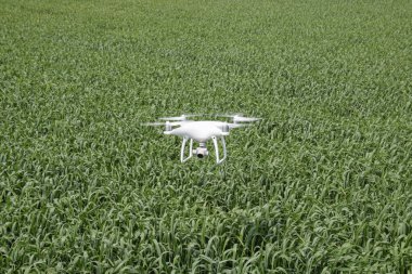 Beyaz quadrocopters buğday bir alan üzerinde uçan