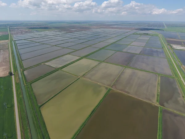 Arrozales inundados. Métodos agronómicos de cultivo del arroz en los campos . — Foto de Stock