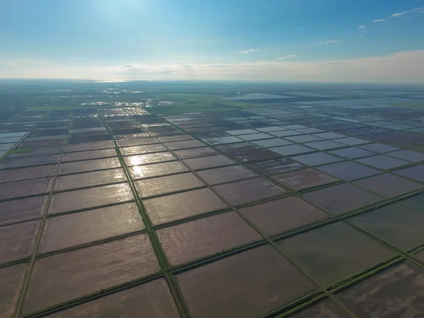 Arrozales inundados. Métodos agronómicos de cultivo del arroz en los campos . — Foto de Stock