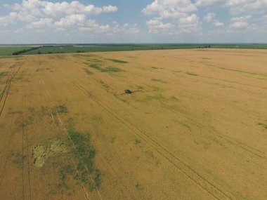 Herbisit traktör olgun buğday alanı üzerinde ekleme. Alanlarda büyüyen bitkileri. Yukarıdan görüntülemek.
