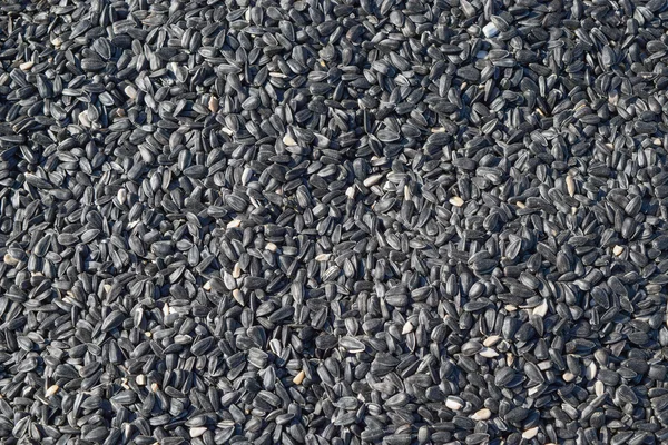 Background of sunflower seeds. Black seeds texture.