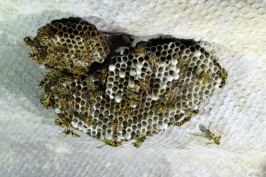 Yaban arıları polist. Yakın çekim alınır eşekarısı bir ailenin yuva.