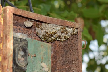Yaban arıları polist. Yakın çekim alınır eşekarısı bir ailenin yuva.