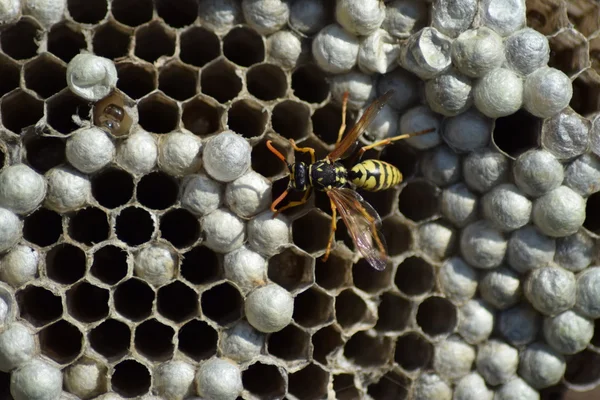 黄蜂波利 一个家庭采取一个特写镜头的黄蜂的巢 — 图库照片