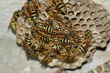 Yaban arıları polist. Yakın çekim alınır eşekarısı bir ailenin yuva.