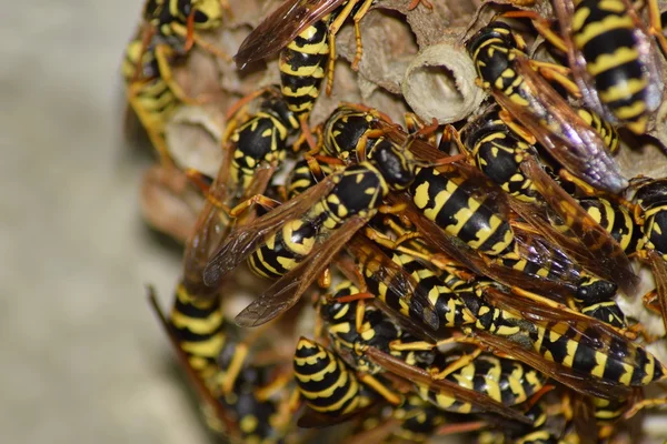 Wespen Polieren Das Nest Einer Wespenfamilie Das Aus Der Nähe — Stockfoto