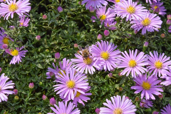 Пчела Пьет Нектар Светло Фиолетовых Цветах Насекомые Опыляют Цветы — стоковое фото