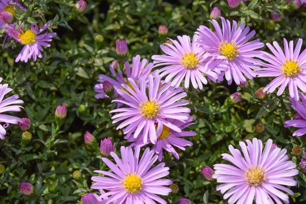 Пчела Пьет Нектар Светло Фиолетовых Цветах Насекомые Опыляют Цветы — стоковое фото