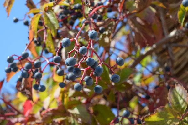 Termése Egy Parthenocissus Mérgező Növény Családi Szőlők — Stock Fotó