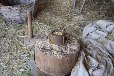 Buğday ve Mısır bir güdük üzerinde taneleri. El ile adet harman tahıl.
