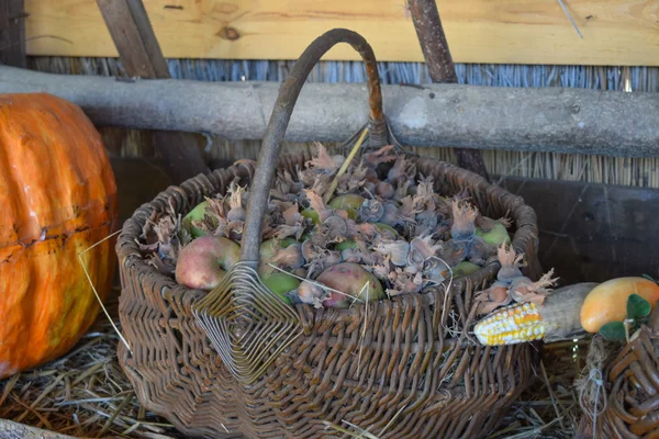 Wicker Basket Apples Hazelnuts Standing Next Pumpkin Corn Harvest Garden — Stock Photo, Image