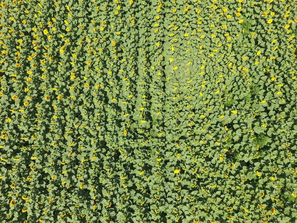 Field Sunflowers Aerial View Agricultural Fields Flowering Oilseed Top View — Stock Photo, Image