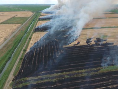 Buğday hasat sonra alanlarında yanan saman