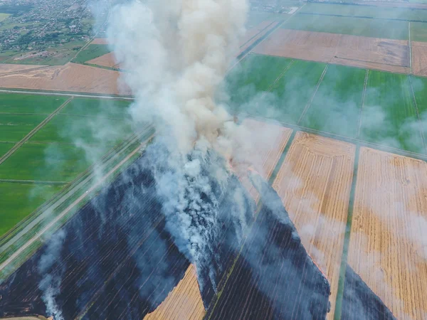 Yanan saman buğday hasat sonra alanları. Dumanlı atmosfer kirliliği.