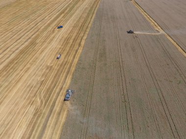 Buğday hasat hasat. Operasyonda Tarım makineleri.