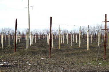 Genç bağ alanı. Polonyalılar ve jartiyer asma telleri.