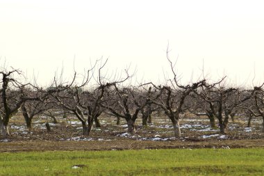 Elma bahçesi ağaçlarda kırpılmış. Bakım orchard, budama ağaçlar.