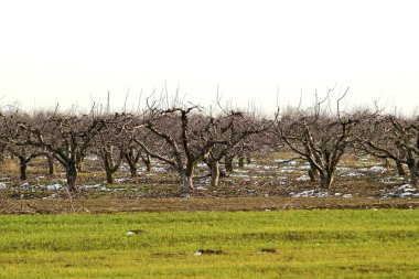 Elma bahçesi ağaçlarda kırpılmış. Bakım orchard, budama ağaçlar.