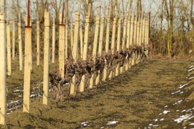 Genç bağ alanı. Polonyalılar ve jartiyer asma telleri.