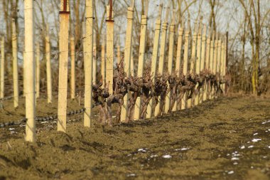 Genç bağ alanı. Polonyalılar ve jartiyer asma telleri.
