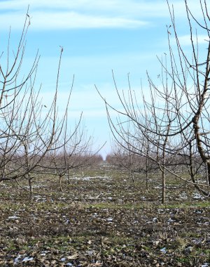 Genç elma bahçesi. Büyüyen ve elma ağaçlarının orchard için bakım.