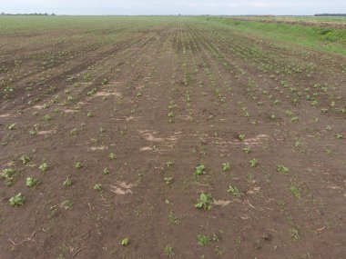 Ayçiçeği fide alanının üstten görünüm. Yağlı tohum bitkileri tarım ekimi.