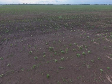 Ayçiçeği fide alanının üstten görünüm. Yağlı tohum bitkileri tarım ekimi.