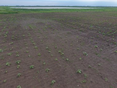 Ayçiçeği fide alanının üstten görünüm. Yağlı tohum bitkileri tarım ekimi.