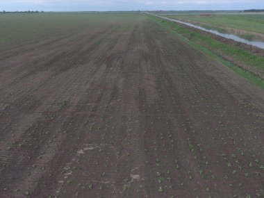 Ayçiçeği fide alanının üstten görünüm. Yağlı tohum bitkileri tarım ekimi.