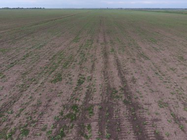 Ayçiçeği fide alanının üstten görünüm. Yağlı tohum bitkileri tarım ekimi.