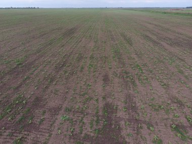 Ayçiçeği fide alanının üstten görünüm. Yağlı tohum bitkileri tarım ekimi.