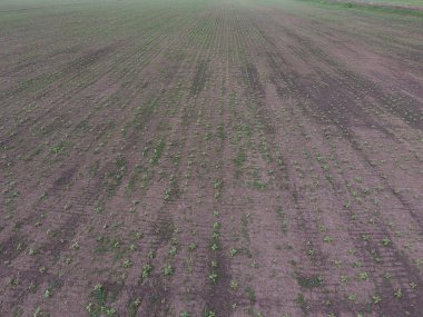 Ayçiçeği fide alanının üstten görünüm. Yağlı tohum bitkileri tarım ekimi.