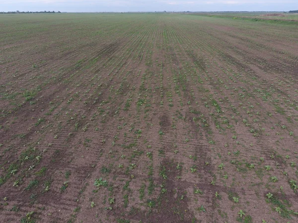 Ayçiçeği fide alanının üstten görünüm. Yağlı tohum bitkileri tarım ekimi.