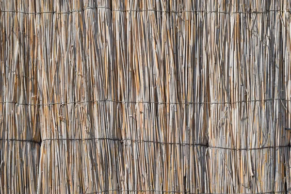 Wall Reed Stalks Background Reeds — Stock Photo, Image