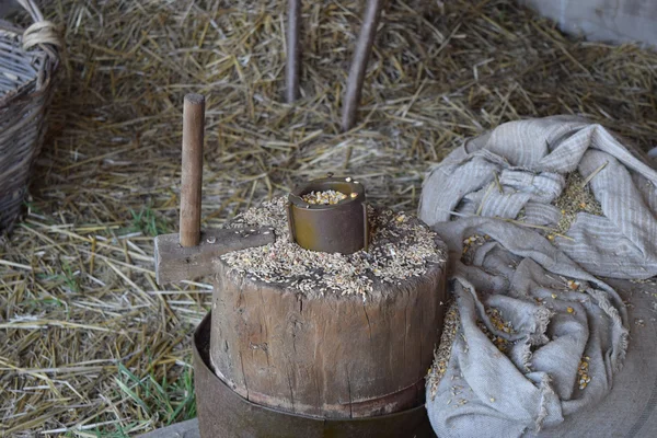 Buğday ve Mısır bir güdük üzerinde taneleri. El ile adet harman tahıl.