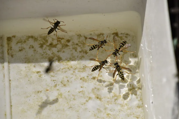 Vespas Polistes Beber Água Capacidade Vespas Polistes Não Afundar Água — Fotografia de Stock