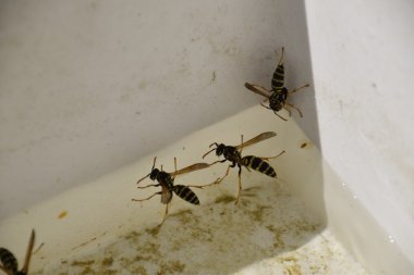 Yaban arıları Polistes su içmek. Yaban arıları yeteneği Polistes suda batırmaya değil.