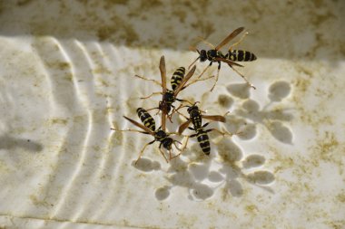 Yaban arıları Polistes su içmek. Yaban arıları yeteneği Polistes suda batırmaya değil.