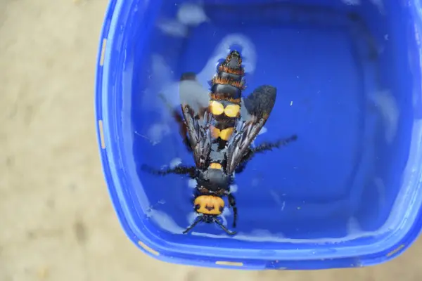 Megascolia Maculata Mammoth Wasp Wasp Scola Giant Circle Water — Stock Photo, Image