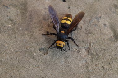 Megascolia maculata. Mamut wasp. WASP Scola dev üzerinde betonun.