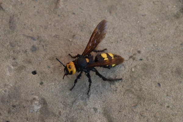 Megascolia Maculata Mamutí Vosa Obří Vosa Scola Beton — Stock fotografie