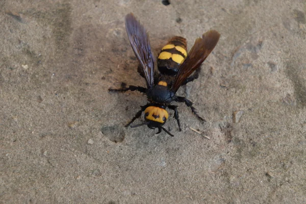 Megascolia Maculata Vespa Dei Mammut Vespa Scola Gigante Sul Cemento — Foto Stock