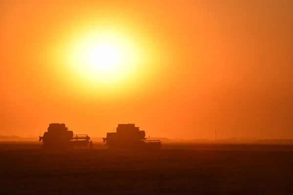 Raccolta Mietitrebbie Tramonto Macchine Agricole Funzione — Foto Stock