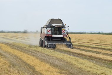 Rusya, Poltavskaya Köyü - 27 Eylül 2015: pirinç hasat tarafından birleştirin. Alanların hasat sonbahar.