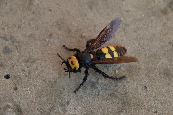 Megascolia Maculata Guêpe Mammouth Guêpe Scola Géant Sur Béton — Photo