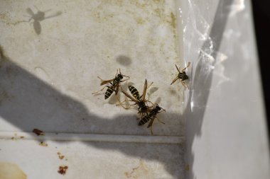 Yaban arıları Polistes su içmek. Yaban arıları yeteneği Polistes suda batırmaya değil.