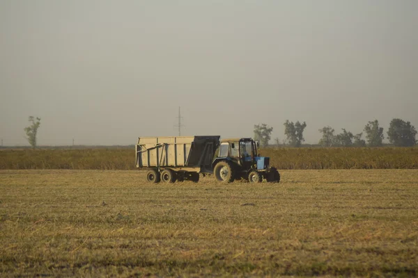 Colheita de soja por combina no campo . — Fotografia de Stock