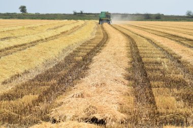 Rusya, Poltavskaya Köyü - 6 Eylül 2015: hasat toplama kombaynları Don. Tarım makineleri