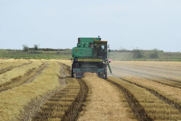 Rusya, Poltavskaya Köyü - 6 Eylül 2015: hasat toplama kombaynları Don. Tarım makineleri